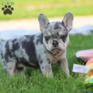 Dana, French Bulldog Puppy